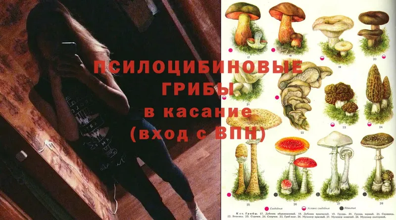 Псилоцибиновые грибы Psilocybine cubensis  где можно купить наркотик  блэк спрут ТОР  Волоколамск 